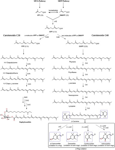 Figure 2. Scheme of bacterial carotenoids biosynthesis with C30 and C40 carbon units.