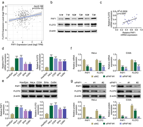 Figure 1. Silencing of PAF1 down-regulated FLOT2 expression in CC. (a) the correlation between PAF1 and FLOT2 in CC tissues was confirmed through TIMER 2.0 online website. (b) the protein expressions of PAF1 and FLOT2 were detected in normal tissues and CC tumor tissues through western blot. (c) the correlation between PAF1 and FLOT2 in CC tissues (n = 25) was verified. (d) the mRNA expression of PAF1 and FLOT2 were examined in human normal cervical epithelial cell line (HcerEpic) and CC cell lines (HeLa, C33A, SiHa, CaSki) through RT-qPCR. (e) the protein expression of PAF1 and FLOT2 were detected in human normal cervical epithelial cell line (HcerEpic) and CC cell lines (HeLa, C33A, SiHa, CaSki) through western blot. (f-g) the mRNA and protein expressions of PAF1 and FLOT2 were tested in HeLa and C33A cells after PAF1 knockdown through RT-qPCR and western blot. *p < 0.05, **p < 0.01, ***p < 0.001.