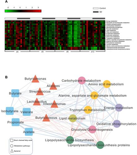 Figure 5 Sleep deprivation and recovery lead to significant functional changes in the gut microbiota. (A) To predict the metagenome function, the PICRUSt analysis heatmap showed several significantly changed KEGG pathways between groups after SD and recovery. (B) Correlation analysis between signature genus, functional changes, and metabolites of the gut microbiota. Edges between nodes indicate Spearman’s negative (light red) or positive (light blue) correlations. Edge thickness indicates a range of correlation coefficient values (all p < 0.05).