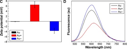 Figure 1 Physical properties of gold cluster.Notes: (A) TEM image of neutral Au NCs (scale bar 10 nm). (B) Dynamic light scattering of Au NCs with different surface charges. The hydrodynamic diameter is 3, 3.2, and 3.7 nm for neutral, negative, and positive Au NCs, respectively. (C) Surface charge characterized by zeta potential (−0.1 mV, −3.9 mV, and +6.3 mV for neutral, negative, and positive Au NCs, respectively). (D) Photoluminescence spectra of Au NCs with different surface charges excited at 365 nm.Abbreviations: TEM, transmission electron microscope; Au NCs, gold nanoclusters; au, arbitrary units.