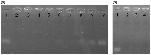 Figure 3. (a) Serum stability of siRNA–TMC NPs incubated in serum over a period of time (1: naked siRNA, 2:1 h, 3:3 h, 4:6 h, 5:9 h, 6:12 h, 7:24 h, 8:48 h, 9:72 hr, 10:96 h). (b) Heparin stability of siRNA–TMC NPs in various volumes of heparin (1: naked siRNA, 2: without heparin, 3:0.6 μL, 4:1.5 μL, 5:3 μL).