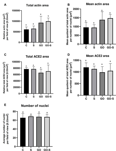 Figure 4 Cytoskeletal integrity assessment: total and mean actin area in HSkM in the control group (C) and after 24 hours of treatment with S protein (S), graphene oxide (GO), and S protein combined with GO (GO-S) (n = 5/group) (A and B); presence of ACE2 receptors in HSkM cells – total and mean ACE2 receptor area (n = 5/group) (C and D); cytotoxicity – number of nuclei in HSkM cells (n = 5/group) (E); different letters above the bars indicate significant differences between groups from Tukey post-hoc test analysis.