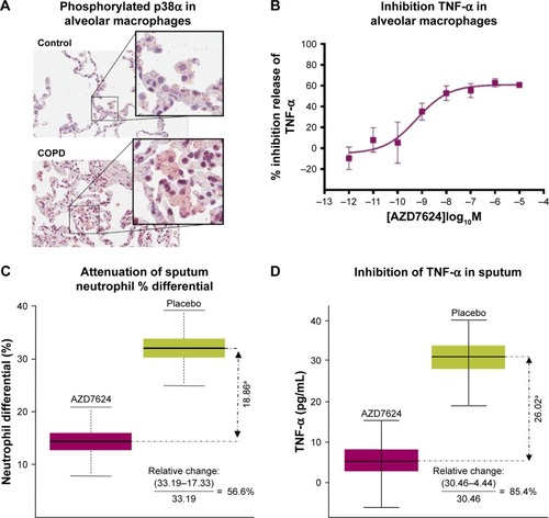Figure 1 (A) isPLA of phosphorylated p38α in alveolar macrophages of lung tissue from COPD patients and controls. Data are representative of two experiments. (B) AZD7624 inhibition of LPS-stimulated pro-inflammatory cytokine TNF-α in human alveolar macrophages. Data are presented as mean ± SEM of n=4. AZD7624 attenuation of (C) sputum neutrophil % differential and (D) TNF-α changes from baseline compared with placebo in the human LPS challenge study. Data are presented as mean ± SEM of 24–27 subjects per treatment group. ap<0.001 vs placebo.