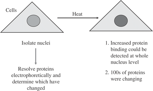 Figure 1. Initial experiment to Find Nuclear Proteins that were Sensitive to Heat Shock.