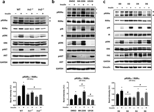 Figure 2. Insulin stimulates S22 phosphorylation of RXRα via ERK in precursor and mature adipocytes. Representative immunoblots with quantified pRXRα band intensities presented as mean ± SE; n = 3; two-way ANOVA with Šídák’s and Dunnett’s multiple comparison tests. (a) WT, Irs1−/- or Irs2−/- brown pre-adipocytes were treated with insulin or vehicle. (b) Brown pre-adipocytes were pre-treated with vehicle (DMSO), AKT inhibitor (MK-2206) or MEK inhibitor (U0126), and then stimulated with insulin or vehicle. (c) Brown pre-adipocytes at day 0, 2, 4 or 6 of differentiation were stimulated with insulin or vehicle. All phosphoprotein band intensities are normalized to the total amount of each respective protein. Asterisk (*) represents a significant difference (p < 0.05) from vehicle-treated control cells. Hash (#) represents a significant difference (p < 0.05) from WT cells, DMSO-treated cells or D0 cells