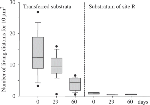 Fig. 3. Diatom densities (living cells) on the substrata during the experiment. Boxes indicate the 25th and the 75th percentiles, the bar in the box the median value, the whiskers the 10th and 9th percentiles. Dots represent maximum and minimum values.