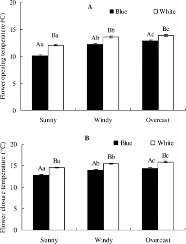 FIGURE 3 The temperatures for flower opening (A) and closure (B) on sunny days, windy days, and overcast days. Values are given as mean ± 1SE. Significant differences between the blue and white flowers in the same survey are indicated by different capital letters, and significant differences among different surveys for the same flower color are indicated by different lower-case letters (both are at p < 0.05 level). The sample size (N) is 150 for each color in (A) and (B).