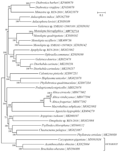 Figure 1. Phylogeny of twenty-nine Chrysomelidae-Galerucinae species based on 13 mitochondrial protein-coding genes reconstructed using Bayesian 3.2.0. The best-fit nucleotide substitution model is ‘GTR + G+I’. The support values are shown next to the nodes. Three Bruchinae species were included as outgroup taxa. Subfamily-level taxonomy was shown for each taxon.
