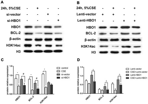 Figure 6 The protein levels of HBO1, H3K14ac, and BCL-2. (A and B) The protein levels of HBO1, BCL-2, and H3K14ac in HBECs were measured by Western blot. (C and D) The relative expressions of HBO1, BCL-2, and H3K14ac in HBECs. Results are expressed as mean±SD. *P<0.05 compared with the control group. #P<0.05 compared with the Si-vector group. ΔP<0.05 compared with the CSE+Lenti-NC group.