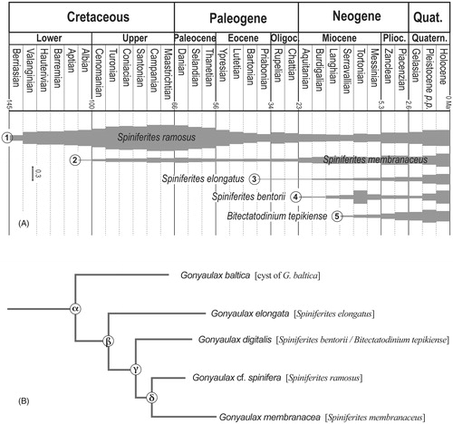 Figure 5. (A) Appearance chronology of five dinoflagellate cyst species according to their geological records as depicted by their ‘index of stratigraphical abundance’ (ISA). (B) Phylogeny of some living Gonyaulax species, inferred from partial LSU rDNA sequence data (redrawn after Ellegaard et al. Citation2003). The name of the cysts corresponding to their motile stage is enclosed in square brackets.