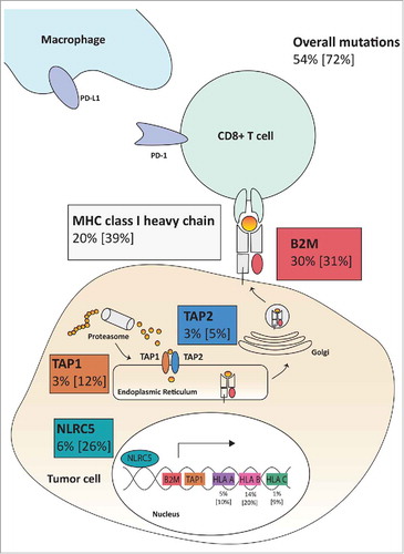 Figure 2. Mutations of HLA class I-related genes as possible immune evasion mechanisms in MSI colorectal cancer. The analyzed HLA class I-related genes (B2M, HLA-A, HLA-B, HLA-C, TAP1, TAP2 and NLRC5) play a major role in HLA class I-mediated antigen processing and presentation. Analysis of the DFCI cohort revealed at least one mutation in 72% of the analyzed MSI colorectal cancers, with 54% of the tumors presenting with pathogenic mutations. The percentages of pathogenic mutations and overall mutations [in brackets] are shown in the respective frames.