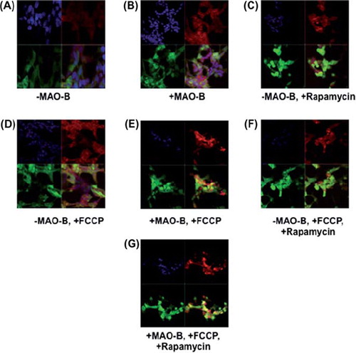 Figure 3. Immunocytochemistry (ICC) analysis of mitochondrial localization of parkin in various conditions. Z-stack images of parkin (green), mitotracker red (red), DAPI (blue), and merged (yellow) were captured using LSM510 confocal microscopy, white arrows indicating formation of yellow punctae. (A)–MAO-B, (B) + MAO-B, (C) -MAO-B, 1 μM rapamycin pre-treatment, (D) – MAO-B, 4 μM FCCP treatment, (E) + MAO-B, 4 μM FCCP treatment, (F) –MAO-B, + FCCP, + rapamycin, (G) + MAO-B, + FCCP, + rapamycin.