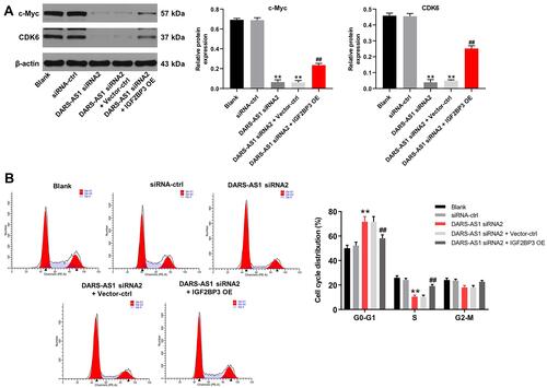 Figure 5 Downregulation of DARS-AS1 induces cell cycle arrest in cervical cancer cells via inhibition of IGF2BP3. SiHa and HeLa cells were transfected with DARS-AS1-siRNA2 or DARS-AS1-siRNA2 + IGF2BP3-OE plasmids, respectively. (A) The expressions of c-Myc and CDK6 in SiHa cells were analyzed by Western blotting. The relative expressions of c-Myc and CDK6 in SiHa cells were normalized to β-actin, respectively. (B) Flow cytometry was used to analyze cell cycle distribution. **P < 0.01, compared with the siRNA-ctrl group; ##P < 0.01, compared with the DARS-AS1 siRNA2 group.