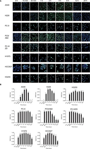 Figure 5 Immunofluorescence-based γ-H2AX foci assay in WT EGFR and EGFR-mutated NSCLC cells in response to X-ray irradiation at a single dose of 4 Gy for the durations indicated. (A) Representative images are shown. Magnification 10×. Green fluorescence represents γ-H2AX staining. Blue represents nuclear staining with Hoechst 33,342. (B) Three images with cell numbers over 100 were randomly selected and cells were counted using Image J. The rate of γ-H2AX foci formation was calculated as the number of γ-H2AX-positive cells (green)/the number of Hoechst 33,342-positive cells (blue). Data are expressed as the mean ± SD. ***P>0.001, ∆P>0.05 vs control group without irradiation (0 hour; n=3).Abbreviations: WT, wild-type; NSCLC, non-small-cell lung cancer; γ-H2AX, phosphorylated histone.