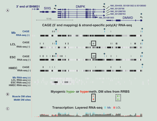 Figure 6.  Sense and antisense transcription and CAGE profiling in the DMPK, SIX5 and DMWD gene regions. (A) CAGE and minus-strand RNA-seq profiles (-) for DMPK, SIX5 and DMWD with the plus-strand RNA-seq profiles (+) shown below (chr19:46,265,940–46,298,675; ~33 kb). Circles over blue bars in CAGE tracks, 5′ ends corresponding to the canonical RefSeq isoforms; high red bars in CAGE tracks, signal that was stronger for plus-strand than for minus-strand transcripts; boxes around black bars, region of alternative promoter for DMPK. The vertical viewing for strand-specific RNA-seq was 0–30. (B) Muscle and MbMt hypomethylated and hypomethylated sites from RRBS datasets. (C) Overlaid nonstrand-specific RNA-seq profiles for just Mb and LCL samples indicate higher steady-state levels of DMPK in Mb.CAGE: Cap analysis gene expression; DM: Differentially methylated; ESC: Embryonic stem cell; LCL: Lymphoblastoid cell line; RRBS: Reduced representation bisulfite sequencing.