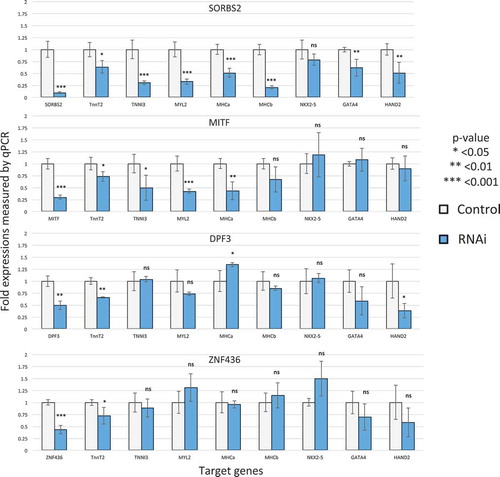 Figure 6. siRNA gene expression knockdown identifies four novel cardiac regulators. The y-axis represents the relative expression level (control is 1). The gray bar represents the control while the blue bar represents the RNAi result of that factor.