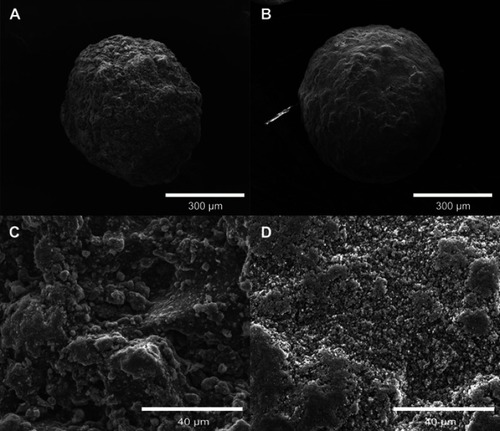 Figure S1 SEM micrographs of cHA and Zn-cHA. (A) cHA and (B) Zn-cHA microspheres at 300X magnification; (C) cHA and (D) Zn-cHA microspheres at 3000X magnification.Notes: 300X magnification, scale bar: 300 μm; 3000X magnification, scale bar: 40 μm.Abbreviations: SEM, Scanning electron microscopy; cHA, Carbonated hydroxyapatite; Zn-cHA, Zn-doped carbonated hydroxyapatite.