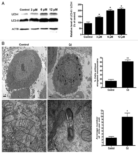 Figure 2A and B. Cd triggers mitophagy in L02 cells. (A) A representative immunoblot and quantification analysis of LC3 protein levels (17 kDa) in L02 cells. ACTB (42 kDa) was the internal standard for protein loading. (B) Electron microscopy revealed an increased number of AVs.