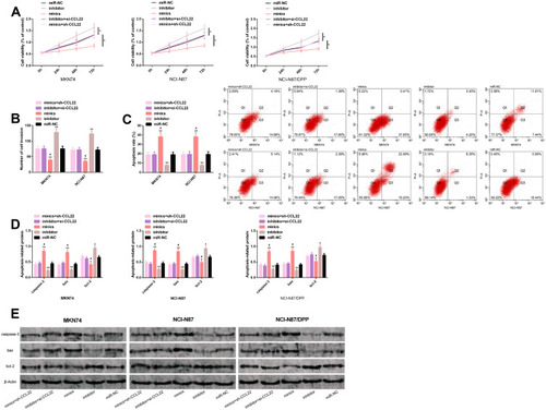 Figure 6 Co-transfection experiment. (A–C) Effects of mimics+sh-CCL22, inhibitor+si-CCL22 transfection on proliferation, invasion, and apoptosis of GC cells, and flow cytometry. (D) Effect of transfection of mimics+sh-CCL22, inhibitor+si-CCL22 on apoptosis-related proteins in GC cells. (E) Protein map.Notes: *Represents a comparison with miR-NC or between the two (P<0.05); **Represents P<0.01; #Represents a comparison with inhibitor (P<0.05).