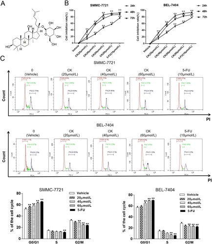 Figure 1. (A) Chemical structure formula of CK. B. In the CCK-8 assay, SMMC-7721 and BEL-7404 cells were treated with CK (20, 40, 60, or 80 µmol/L) or 5-FU (10 µmol/L) for 24 h. Compared with the findings in the blank control group, cell proliferation was significantly inhibited after 48 and 72 h (**P < 0.01). (C) Flow cytometry was used to detect the effects of CK (0, 20, 40, or 60 µmol/L) and 5-FU (10 µmol/L) on the cell cycle progression in SMMC-7721 and BEL-7404 cells after 48 h of treatment. Compared with the blank control group, **P < 0.01.