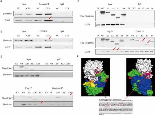 Figure 4. The interaction between CAV1 and β-catenin. Co-IP and WB assay shows the interaction between wild type β-catenin and CAV1 via β-catenin pull down (a) and CAV1 pull down in chitosan treated RAOEC cells. (b). (c) Co-IP and WB assay shows the interaction between truncation β-catenin and wild type CAV1 in RAOEC cells treated by chitosan. Δ1 to 4 mean the Flag tag-fused β-catenin with amino acids deletion of 2–23, 24–234, 235–586, 587–780. (d) Co-IP and WB assay shows the interaction between truncation CAV1 and wild type β-catenin in RAOEC cells treated by chitosan. ΔΔ1 to 3 mean the Flag tag-fused CAV1 with amino acids deletion of 2–44, 45–142 and 143–177. Red arrows indicate the difference of binding ability compared between RAOEC cells treated with and without chitosan. (e) Protein docking by Z-DOCK tool shows the core binding domain between β-catenin and CAV1. White: CAV1; Orange: 2–23 of β-catenin; Green: 24–234 of β-catenin; Blue: 235–586 of β-catenin; Yellow: 587–780 of β-catenin; Pink: two core fragments of β-catenin having direct interaction with CAV1.