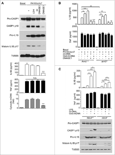 Figure 5. (See previous page.) Mitochondrial DNA activates the NLRC4 inflammasome independently of Aim2. (A) BMDMs were transfected with 3 μg DNASE1, lactate dehydrogenase (LDH), or heat-inactivated (HI) DNASE1 as shown and then infected with PA103ΔUΔT (MOI 25) for 4 h. The panels show immunoblot of the indicated proteins and TUBB5 as a loading control as in Figure 1A, levels of IL1B and TNF as in Figure 1A and qPCR analysis of cytosolic mtDNA as in Figure 4A. *** indicates significant difference from HI DNASE1, P <0 .001. (B) ELISA of IL1B and TNF secretion from BMDMs of Aim2+/+ and aim2−/− mice transfected for 6 h with mtDNA, oxidized mtDNA, or DNA predigested by DNASE1 as shown and then infected with PA103ΔUΔT (MOI 25) for 4 h as shown. Columns are means of triplicate independent determinations; error bars are SEM. *,** and *** indicate significant differences at a level of P < 0.05, 0.01 or 0.001 respectively for the indicated comparison or from the result with oxidized DNA + infection. (C) As (A) but in LPS primed Nlrc4+/+ and nlrc4−/− BMDMs transfected with mtDNA, or oxidized mtDNA as shown. Levels of significant differences are as in (B).