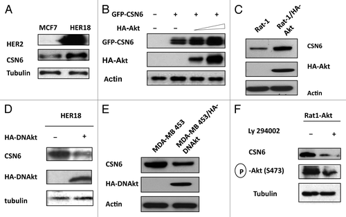 Figure 1. HER2-Akt signaling regulates Aurora B stability. (A) HER2 overexpression positively regulates the steady-state expression of CSN6. Indicated equal amounts of cell lysates were immunoblotted with indicated antibodies. (B) Akt positively regulates the steady-state expression of CSN6. 293T cells were co-transfected with indicated plasmids and increasing amounts of Akt. Equal amounts of cell lysates were immunoblotted with indicated antibodies. (C) Akt-overexpressing cells have increased steady-state expression of CSN6. Indicated amounts of cell lysates were immunoblotted with indicated antibodies. (D) Antagonizing Akt leads to destabilization of CSN6 in HER2-overexpressing cells. Indicated amounts of cell lysates were immunoblotted with indicated antibodies. (E) Dmominant Akt reduces the expression levels of CSN6. Indicated amounts of cell lysates were immunoblotted with indicated antibodies. (F) Inhibitor of PI3K-Akt pathway causes destabilization of CSN6. Rat1-Akt cells were treated with LY294002 for 6 h before harvesting. Equal amounts of cell lysates were immunoblotted with indicated antibodies.