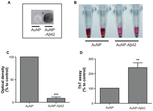 Figure 5 TEM analysis of AuNP–Aβ42 precipitates. A) AuNP–Aβ42 formed clusters with short interparticle distances, and AuNP underwent an even distribution of particles. The addition of free Aβ42 resulted in a similar pattern of aggregation as AuNP–Aβ42 but a greater interparticle distance and dark background staining. TTR blocked the formation of AuNP–Aβ42 aggregates and maintained the homogeneous dispersion of particles as evenly as the AuNP control. B) Interparticle distances were measured and compared (***P < 0.001 compared with AuNP, ###P < 0.001 compared with AuNP–Aβ42).Abbreviations: Aβ42, amyloid β42; AuNP, gold nanoparticle; TEM, transmission electron microscopy; TTR, transtyretin.