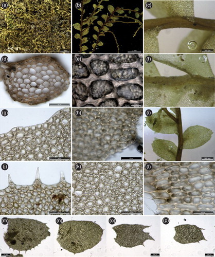 Figure 4. Plagiochila spinulosa from New Zealand. A, plant habit; B, hydrated shoots showing sectors denuded by caducous leaf dislocation; C, dorsal stem surface showing long decurrency down dorsal stem midline; D, stem section; E, striolate papillae on surfaces of medial-basal leaf cells; F, ventral stem surface; G, marginal leaf cells showing oil-bodies in partly degraded state; H, basal leaf cells showing striolate papillae; I, leafy shoot showing lateral-intercalary vegetative branch; J, marginal leaf cells showing spinose teeth whose cell surfaces bear papillae; K, medial leaf cells, showing oil-bodies in partly degraded state; L, basal leaf cells, showing striolate papillae on the cell surfaces; M–P, leaves showing variation in size, shape and dentition. All from J.J. Engel & M. von Konrat 27071B, C0311977F (F).