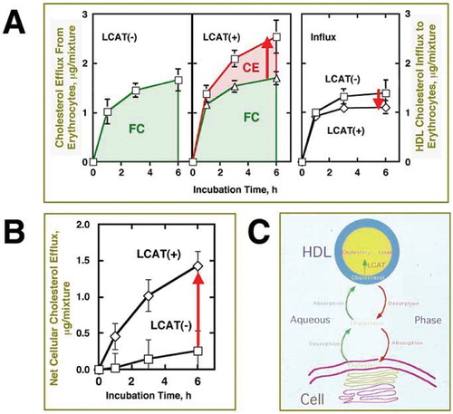 Figure 1 LCAT‐mediated net cholesterol release from erythrocytes Citation12. Pig erythrocytes that lack apolipoprotein‐mediated cell cholesterol release were used for increasing the cellular cholesterol pool in order to provide a high off‐diffusion rate of cellular cholesterol and to make LCAT reaction a rate‐limiting factor for net cholesterol efflux. Panel A shows cell cholesterol efflux to HDL in the medium in the absence and presence of LCAT measured by pre‐labelling cell cholesterol. Cholesterol esterification by LCAT results in just as much increase of cell cholesterol efflux (an upward arrow). In contrast, influx of HDL cholesterol into erythrocytes measured by pre‐labelling HDL cholesterol. Cholesterol influx was reduced in the presence of cholesterol esterification on HDL (a downward arrow). FC, free cholesterol; CE, cholesteryl ester. Panel B shows the net cholesterol efflux calculated from the results in the panel A. There is no net flux between erythrocytes and HDL without LCAT, and LCAT generates the net outflow of cell cholesterol to HDL (an upward arrow). Overall results indicated that acyl esterification of cholesterol on HDL is the driving force for its net release from cells by its diffusion between HDL and cell surface (Panel C).