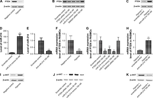 Figure 5 Effect of hypoxia and miR-124 on the epxression of pTEN.