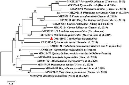 Figure 3. Maximum likelihood tree of Tenebroides mauritanicus related to 20 different species of Coleoptera based on the genome sequence. Bootstrap support values are labelled near the branch.