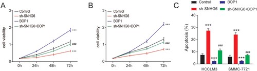 Figure 6. SNHG6 regulates the viability and apoptosis of HCC cells by binding BOP1. (A and B) The viability of HCCLM3 and SMMC-7721 cells after BOP1 overexpression or SNHG6 depletion. (C) The apoptosis of HCCLM3 and SMMC-7721 cells after BOP1 overexpression or SNHG6 depletion. ***p < .001 vs. control; ###p < .001 vs. sh-SNHG6. The experiment was repeated three times independently.