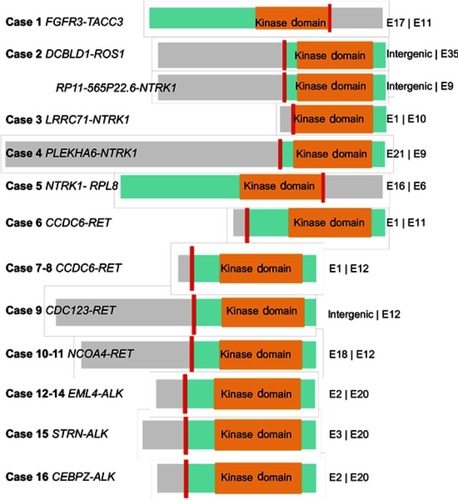 Figure 4 Schematic structure of all RTK fusions.Notes: The short red line indicates the breakpoint of each fusion. The green box represents the gene thatcontains kinase domain. The gray box represents the fusion-partner gene. The orange box represents the kinase domain. The length of the left and right fragments represents the exon number of two genes in fusion.Abbreviation: RTK, receptor tyrosine kinase.