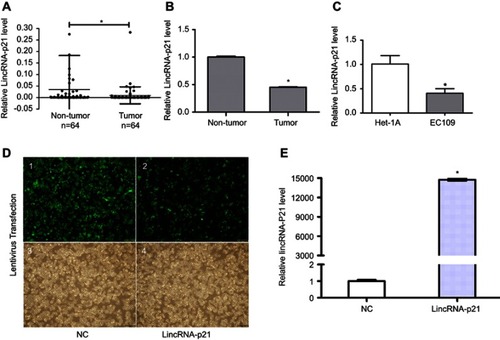 Figure 1 Expression of LincRNA-p21. To evaluate the expression of LincRNA-p21 in ESCC tissues and cells, we carried out qRT-PCR test before and after application of lentivirus. Our experiments divulged that LincRNA-p21 was lower expressed in tumor tissues and EC109 cells (A–C). EC109 cells, after transfected with lentivirus, were captured by FSX100 (Olympus) at 200× magnification (D): 1 and 2, fluorescence; 3 and 4, bright field; 1 and 3, negative control; 2 and 4, virus-transfected with LincRNA-p21); LincRNA-p21 was significantly increased after transfected with LincRNA-p21-targeting lentivirus (E). Data indicate mean ± SD, n=3. *P<0.05.Abbreviation: ESCC, esophageal squamous cell carcinoma.