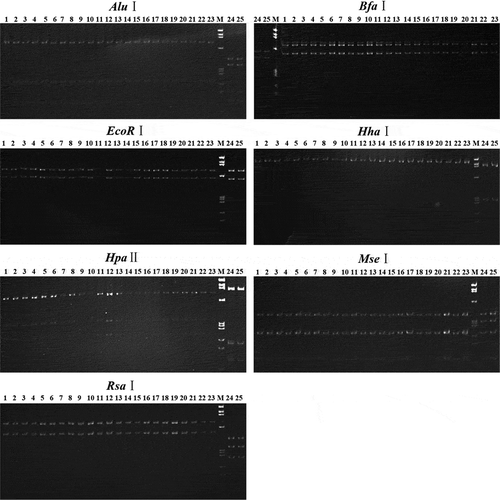 Fig. 5 Separation of nested PCR products after digesting with enzymes. Lanes 1–21, PYaP. Lane 22, graft-transmitted PYaP. Lane 23, JWB. Lanes 24, CWB. Lane 25, MD. Lane M, DNA marker ΦX174 HaeIII digest DNA ladder; band sizes from top to bottom are 1353, 1078, 872, 603, 310, 281, 271, 234, 194 and 118 bp.