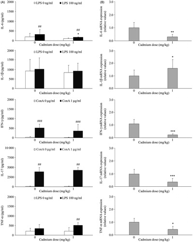 Figure 4. Effect of Cd dosing on PBMC inflammatory cytokine production and expression. (A) Spontaneous (no LPS or ConA), LPS-stimulated (100 ng LPS/ml) production of IL-1β, TNFα, and IL-6, and ConA-stimulated (1 µg ConA/ml) production of IFNγ and IL-17, was analyzed using conditioned medium of mononuclear cells isolated from blood of control rats (not administered Cd) and rats that received 1 mg Cd/kg. (B) Inflammatory cytokine mRNA expression. Data presented as mean (±SD) from at least two independent experiments (n = 4–6 rats/group in each experiment). mRNA data are expressed as mRNA in PBMC from Cd-treated rats relative to that in cells of control rats. Value significantly differs from control (0 mg Cd/kg) at *p < 0.05, **p < 0.01, or ***p < 0.001. Value significantly differs from spontaneous cytokine production by PBMC at ##p < 0.01 or ###p < 0.001.