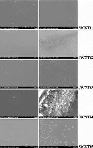 Figure 3. SEM micrographs on the surface (left) and in the volume (right) of the obtained hybrid structures.