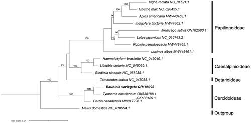 Figure 4. Maximum likelihood tree of 15 species from the Leguminosae family based on 23 concentrated mitochondrial genes, with Malus domestica from Rosaceae as the outgroup. Bootstrap support values, based on 1000 replicates, are shown on each node. For each species, GenBank accession number of its mitogenome sequence is shown, following the species name. See Table S1 for citation details of the sequences used.