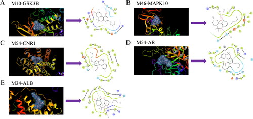 Figure 7. Schematic 3 D representation that the molecular docking model. (A) Binding mode of M10 to GSK3B. (B) Binding mode of M46 to MAPK10. (C) Binding mode of M54 to CNR1. (D) Binding mode of M54 to AR. (E) Binding mode of M34 to ALB.