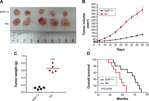 Figure 4 SHP-1 promotes trastuzumab sensitivity in vivo.