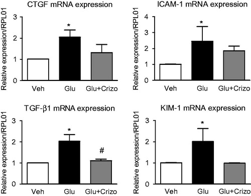 Figure 5. Effect of crizotinib on the expression of damage markers in tubular epithelium cell line (HK2) during incubation in high glucose medium. (A) mRNA levels of CTGF, ICAM-1, TGF-β1 and KIM were increased upon high glucose incubation (Glu) as determined by RT-PCR analysis. Such an induction was reduced by co-incubation with crizotinib (Crizo, 100 nM).