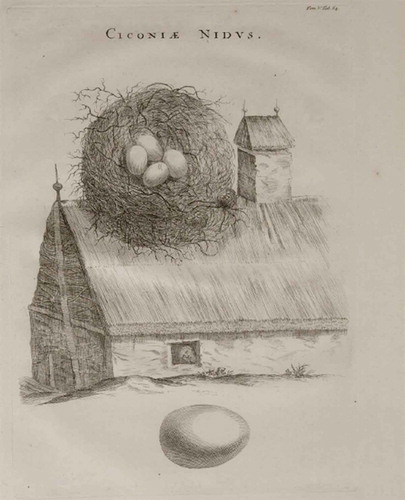 Figure 3. Example of one of the nest and egg plates from Marsili, in this case the white stork Ciconia ciconia. Note that the building and nest and eggs are not to scale.