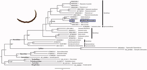 Figure 1. Bayesian inference phylogenetic tree based on 33 annelid sequences of 13 concatenated protein-coding genes. GenBank accession numbers are shown ahead of species names. The * above the branches indicate both posterior probabilities and bootstrap support values above 95%.