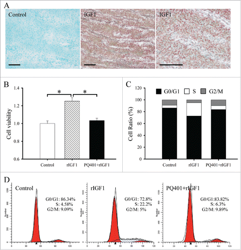 Figure 1. Effects of IGF1 on the proliferation and cell cycle of antler chondrocytes. (A) In situ hybridization of IGF1 expression in the cartilage of sika deer antler. Bar = 60μm. (B) Effects of IGF1 on the proliferation of antler chondrocytes. After antler chondrocytes were treated with rIGF1, or both rIGF1 and PQ401 for 24 h, MTS assay was performed. Data are shown mean ± SEM. *P < 0.05. (C and D), Effects of IGF1 on the cell cycle of antler chondrocytes. After antler chondrocytes were treated with rIGF1, or both rIGF1 and PQ401 for 24 h, flow cytometry was performed.