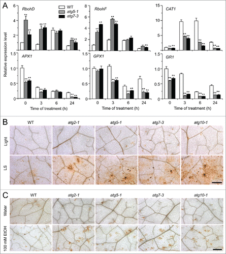 Figure 5. Role of ROS in the autophagy-mediated plant response to submergence and ethanol stresses. (A) Relative expression levels of genes encoding enzymes involved in production or reduction of ROS after light submergence (LS) treatment. Four-wk-old wild type (WT) and atg mutants (atg5-1 and atg7-3) upon LS treatment at 0, 3, 6, and 24 h were collected for total RNA extraction. The relative mRNA abundance was normalized to that of ACT2. The experiments have been repeated 3 times (biological replicates) with similar results and the representative data from one replicate are shown. Data are average values ± SD (n = 3) of 3 technical replicates. Asterisks indicate significant differences from WT (*, P < 0.05; **, P < 0.01 by the Student t test). (B, C) DAB staining showing the accumulation of ROS in the leaves of 4-wk-old atg mutants (atg2-1, atg5-1, atg7-3, and atg10-1) under normal growth conditions (Light), 3-d treatment with LS (B) and 100 mM ethanol (C). In contrast to weak signals in the WT leaves, strong ROS accumulation was detected in the atg mutants after LS and ethanol treatments. Scale bar: 500 μm.