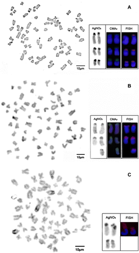 Figure 3 Mitotic metaphase showing heterochromatin distribution pattern in (A) H. aff. ancistroides; (B) H. commersonii; and (C) H. derbyi. Highlighted chromosomes with NORs labeled with silver nitrate, CMA3/DAPI and FISH with 18S probe (box).