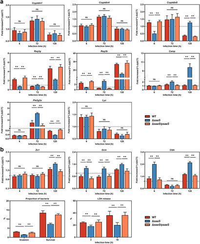 Figure 3. Effects of SaaS on the colonic antimicrobial products and physical barrier. (a) Expressions of antimicrobial product genes including Cryptdin1/4/5, Reg3g, Reg3b, Pla2g2a, Camp, and Lyz; (b) Invasion and survival of S. Enteritidis to Caco-2 cells, LDH release of Caco-2 cells treated with S. Enteritidis and the expressions of Zo1, Ocln and Cldn mRNA. For mRNA expression, the control was set to 1 and indicated by dashed line. Data are represented as means±SD; n = 7–10. Statistical significance was assessed using Student’s t-test. *P < 0.05, **P < 0.01.