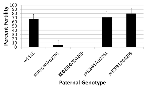 Figure 6. Hypomorphic l(2)dtl/cdt2 adult males have reduced fertility or complete sterility. Graphic representation of the fertility of l(2)dtl/cdt2 hypomorphic adult males as measured by the percent of embryos progressing to adulthood (# adult/ # embryos x 100 = Percent Fertility). At least 100 eggs per cross were collected from w1118 virgin females that were crossed with 30 individual male flies of the following paternal genotypes (~100 egg x 30 individual males = 3000 eggs per genotype were scored): w1118 (control), KG02590/c02261, KG02590/f04209, pHOP#1/c02261 or pHOP#1/f04209. Zero percent (KG02590/f04209) or 4.8% ± 11% (KG02590/c02261) of the embryos progressed to adulthood as compared with w1118 (66% ± 11%) [p value = 2.14x10-23]. Fertility was rescued by P-element mobilization repair of KG02590 (pHOP#1). Error bars indicate standard deviation.