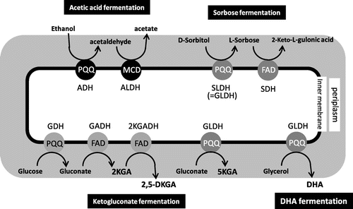 Fig. 5. Various oxidative fermentations executed by the membrane-bound enzymes in acetic acid bacteria.